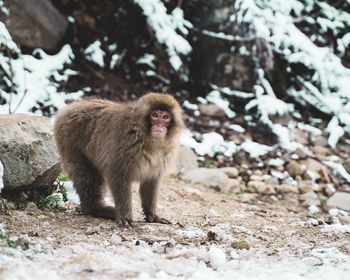 Monkey looking away on rock