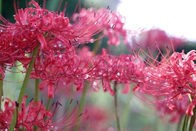 Close-up of pink flowers