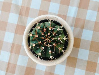 High angle view of potted plants on table