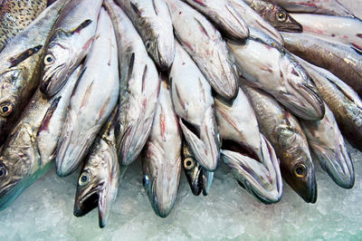 High angle view of fish for sale in market