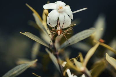 Close-up of white flowering plant