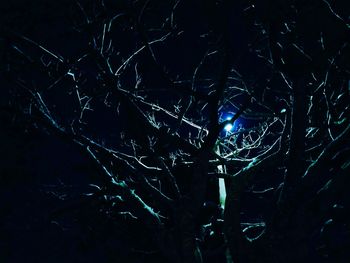 Low angle view of bare trees at night