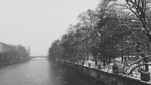 Bare trees in water