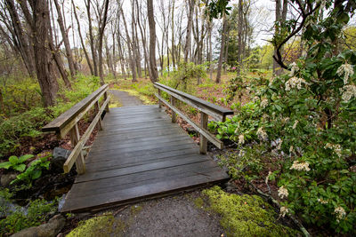 Wooden bridge in forest