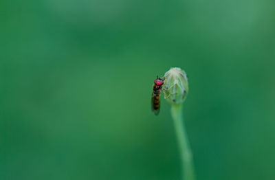 Close-up of ladybug on green leaf