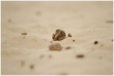 Close-up of small crab on sand