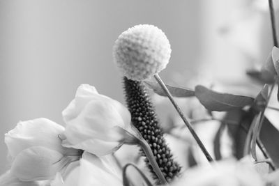 Close-up of flowering plant
