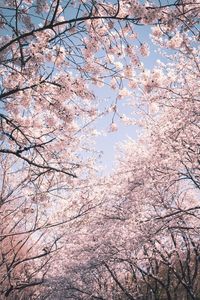 Low angle view of cherry blossoms against sky