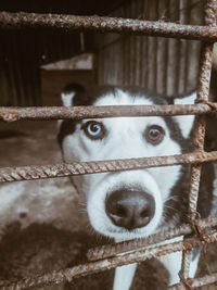 Portrait of cat in cage