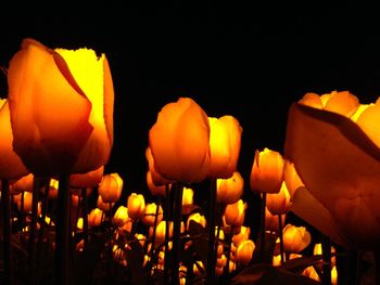 Close-up of orange flowers at night