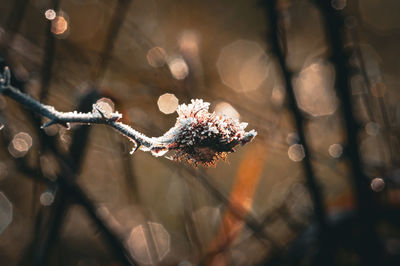 macro photography