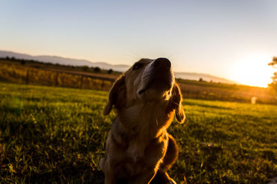 Close-up of dog on field against sky during sunset