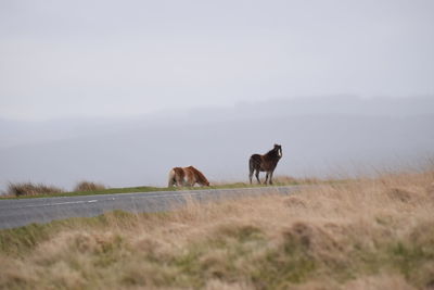 Horses on field against sky