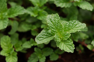 Mint leaves close up and green background