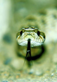 Close-up of snake