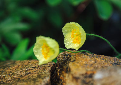 Close-up of yellow flower on rock