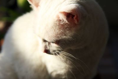 Close-up of white cat