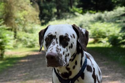 Close-up of dog