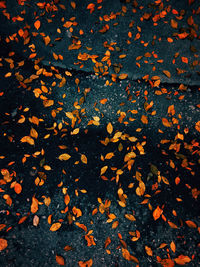 High angle view of maple leaves during autumn