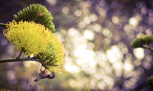 Close-up of yellow flowering plant