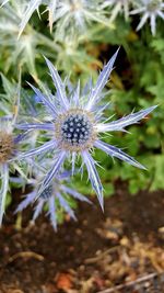 Close-up of flowers against blurred background