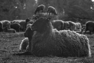 Sheep on field