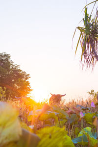 Scenic view of flowering plants against clear sky during sunset