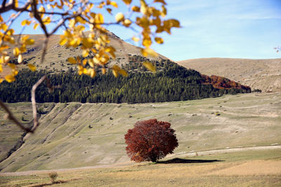 View of plant growing on field against sky