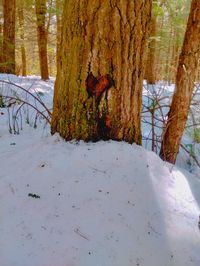 tree