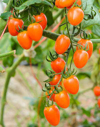 Tomatoes growing on tree