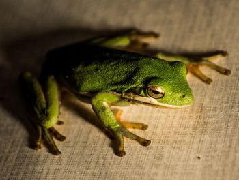 Close-up of frog