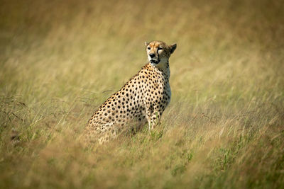 Full length of cheetah on field