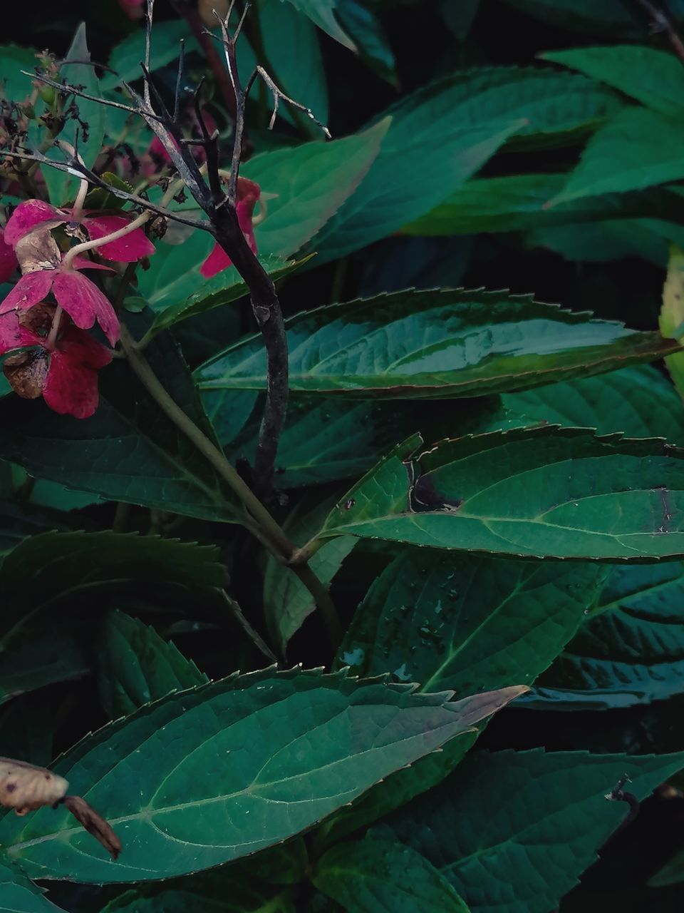 HIGH ANGLE VIEW OF FLOWERING PLANT