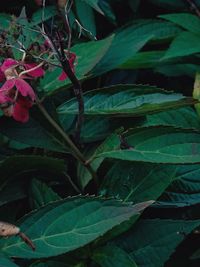 High angle view of green leaves on plant