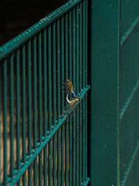 Close-up of insect on metal grate