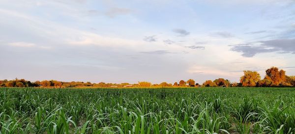 Scenic view of agricultural field against sky