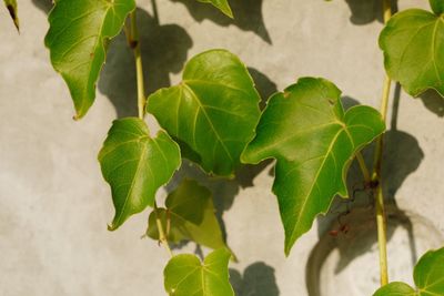 High angle view of plant leaves