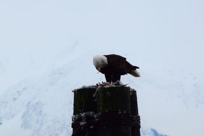 Bird perching on wooden post against sky during winter