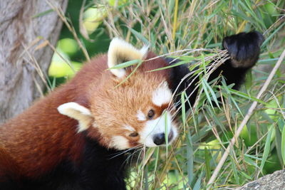 red panda