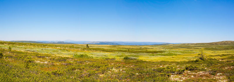 Scenic view of field against clear blue sky