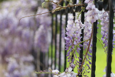 Lilac hyacinth of purple flowering plants