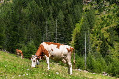 Cow grazing in a field