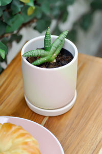 High angle view of potted plant on table