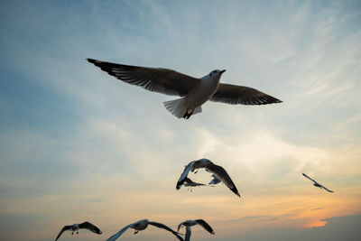 Low angle view of seagulls flying in sky