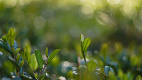 Close-up of plant growing outdoors