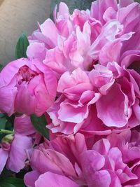 Close-up of pink flowers