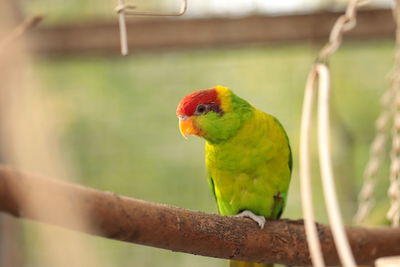 Close-up of parrot perching on branch