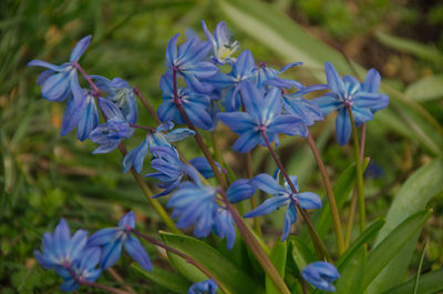 Close-up of blue flowering plant in field