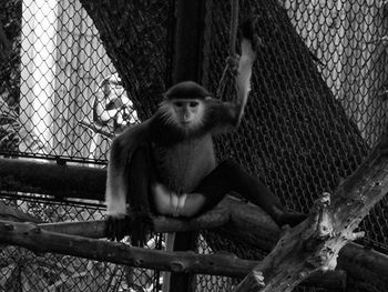 primate