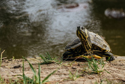 Turtle at lakeshore